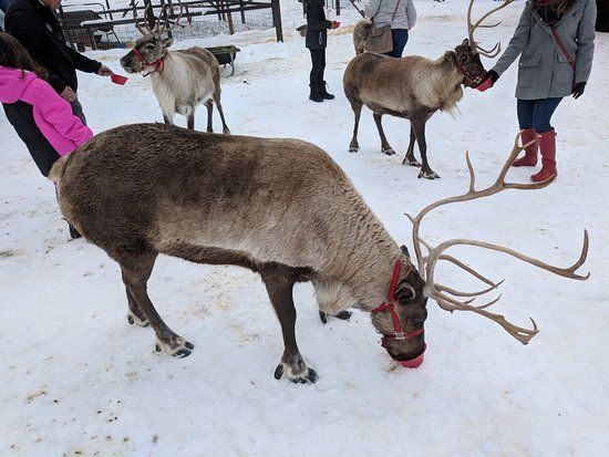 Leavenworth Reindeer Farm
